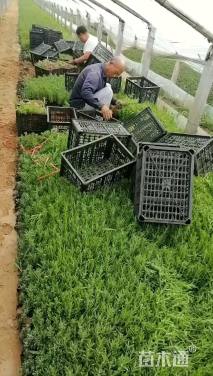 高度20厘米薰衣草