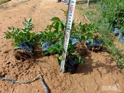 高度30厘米紫云藤