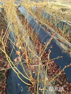 高度50厘米蓝莓