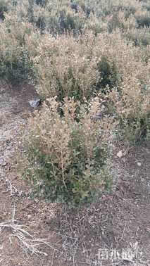 高度50厘米瓜子黄杨