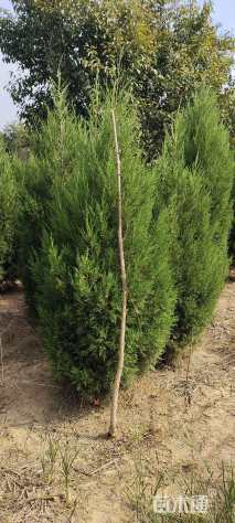 高度180厘米蜀桧