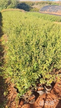 高度30厘米小叶女贞