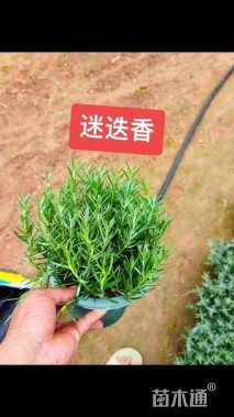 高度20厘米迷迭香