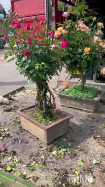 高度70厘米月季