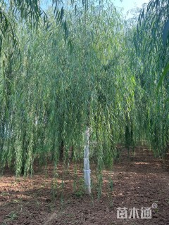 15公分嫁接垂柳