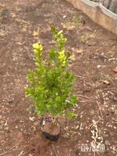 高度30厘米小叶黄杨