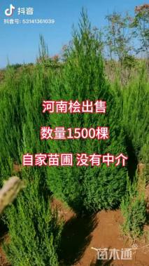 高度400厘米河南桧