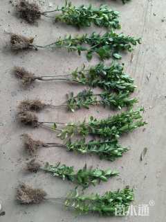 高度32厘米大叶黄杨