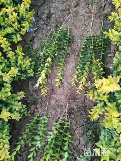 高度40厘米金叶女贞