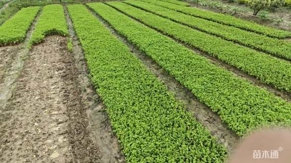 高度15厘米薄荷