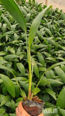 裸干高5厘米蒲葵