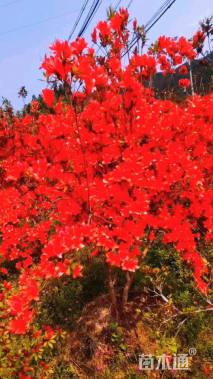 高度150厘米映山红