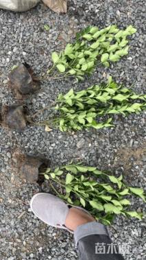 高度35厘米毛鹃