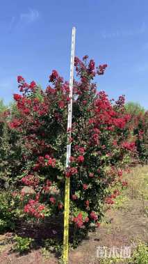 高度250厘米丛生紫薇