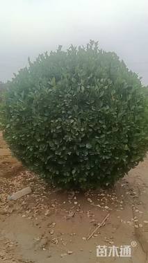 冠幅180厘米胶东卫矛球