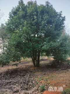 25公分丛生香樟