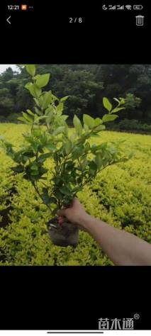 高度40厘米金森女贞小苗
