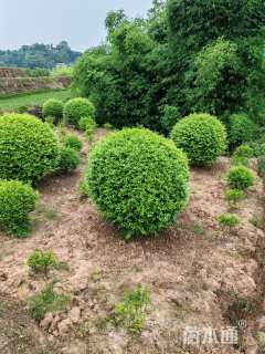 冠幅120厘米金禾女贞球