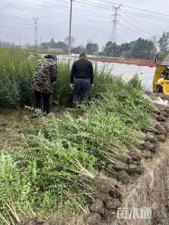 冠幅20厘米小叶女贞球