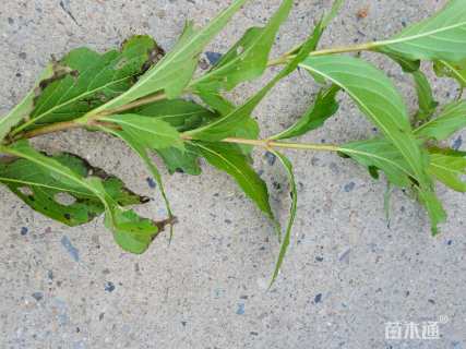 高度15厘米金亮锦带