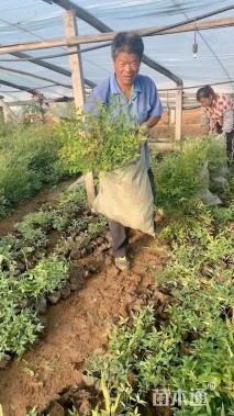 高度40厘米南天竹