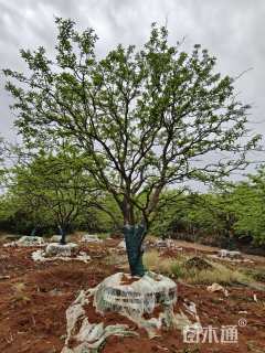 18公分(3杆)丛生香橼