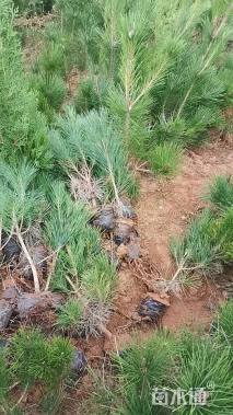 高度60厘米黑松