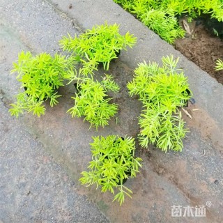 高度10厘米金叶佛甲草