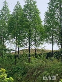 15公分水杉