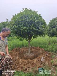 11公分红叶石楠