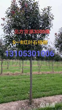 高度250厘米丛生蜡梅