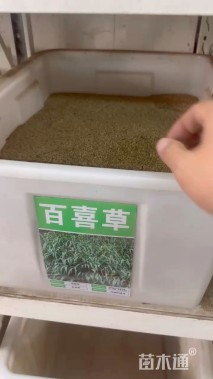 百喜草种子