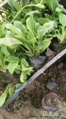 高度15厘米金边玉簪