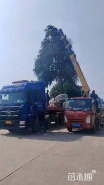 高度900厘米雪松