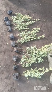 高度50厘米金边黄杨