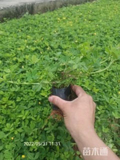 高度10厘米蔓花生