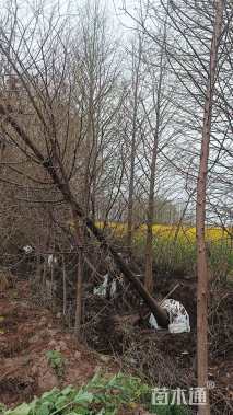 冠幅20厘米红叶石楠球