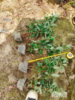 高度40厘米金丝桃小苗