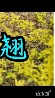 高度180厘米金叶连翘