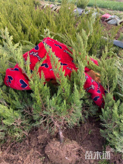 高度40厘米小龙柏