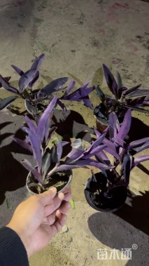 高度20厘米紫叶鸭趾草