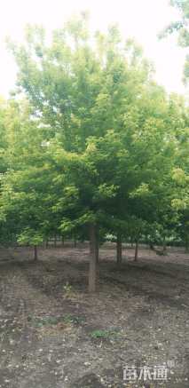 15公分金叶复叶槭