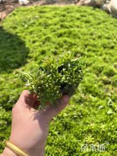 高度10厘米黄金条