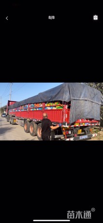 高度15厘米牡丹