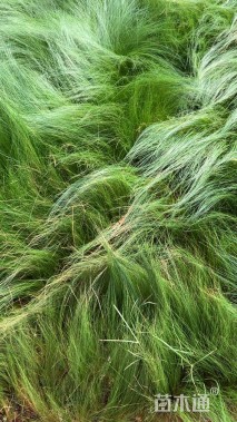 高度25厘米坡地毛冠草