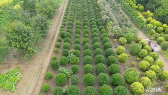 高度60厘米水蜡球