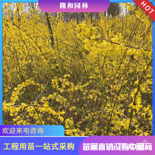 高度250厘米黄老虎