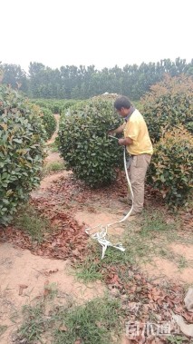 冠幅200厘米红叶石楠球