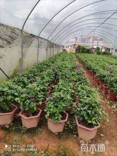 高度25厘米三角梅