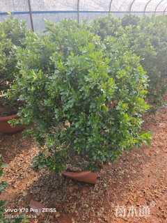 高度80厘米米兰球